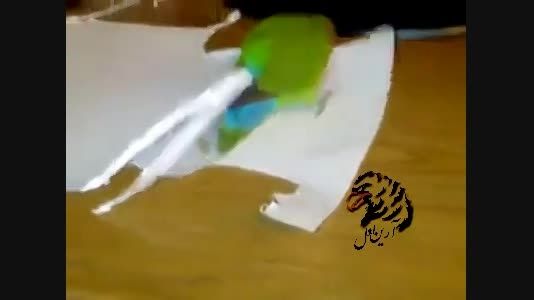 پرنده کاغذ پاره کن