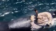 موج سواری بر لاشه نهنگ!