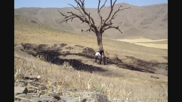انفجار درخت در کوهستان