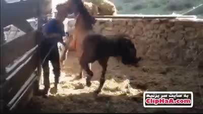 هیچ وقت با اسب شوخی نکن ...