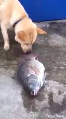 تلاش سگ برای زنده کردن ماهی ها