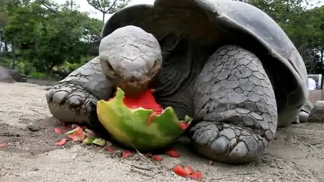 هندوانه خوردن لاک پشت