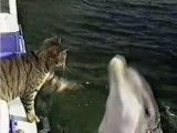 تعامل گربه و دلفین در فلوریدا سال 1997