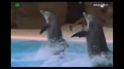 رقص دلفین ها