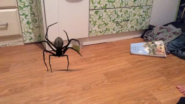 عنكبوت خیلی گنده در اتاق من