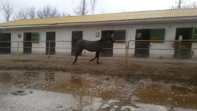 کره اسب ترکمن