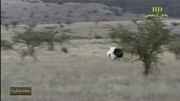 شکار شترمرغ توسط پلنگ