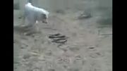 سگ آلابای ترکمن در برابر مار کبری