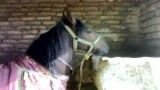 اسب دره شوری اصفهان