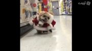 توله سگی بامزه با لباس بابانویل (کریسمس مبارک)