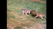 كشتن گراز توسط گرگ