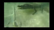 دنیای زیر آب در كنار تمساح