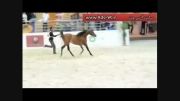 اسب های عربی زیبا