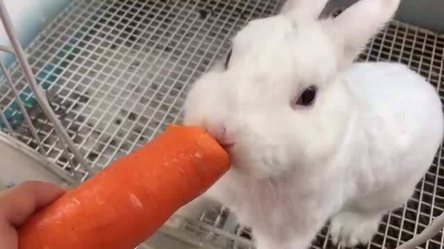 هویخ خوردن خرگوش ناز