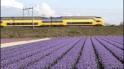مزرعه زیبا گل در هلند-لحظه های ناب(HD)