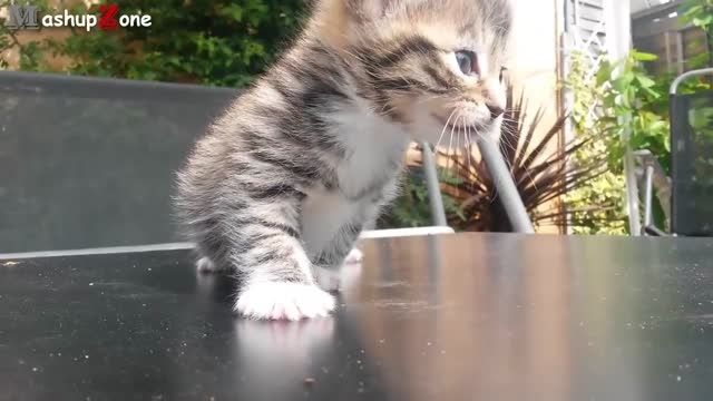 خنده دارترین ویدئو از دنیای گربه ها5 :)) HD