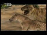 مستند شکارچیان ماقبل تاریخ - تیز دندان ها - National Geographic Razor Jaws (NGFarsi.com)