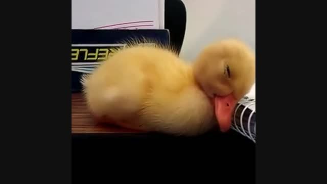 جوجه اردک خوش خواب!!