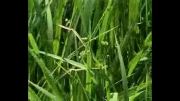 علف های هرز مزارع برنج