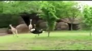 زرافه vs شترمرغ