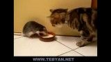 موش و گربه تو یه ظرف غذا میخورن؟؟؟!!!