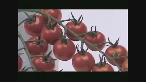 فیلم آموزشی کشت گوجه در گلخانه