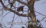 کمرکولی بزرگ Eastern Rock Nuthatch