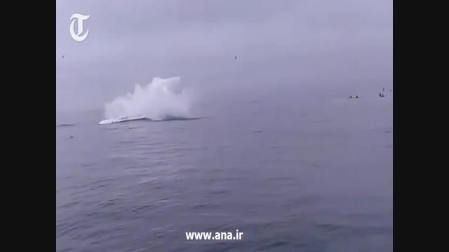 افتادن نهنگ 40تنی روی کایاک سواران