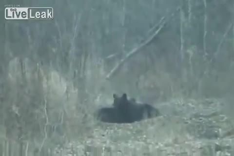 شکار گراز بدست خرس