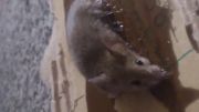 گرفتارشدن موش در چسب
