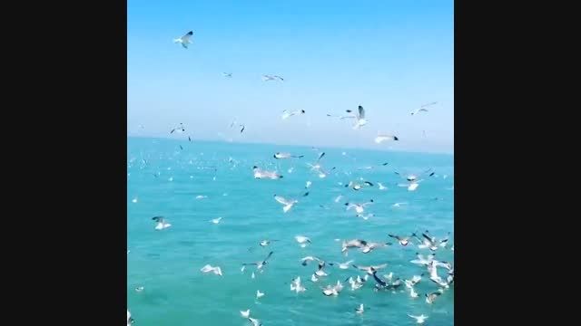 دریای بوشهر مرغ های دریایی