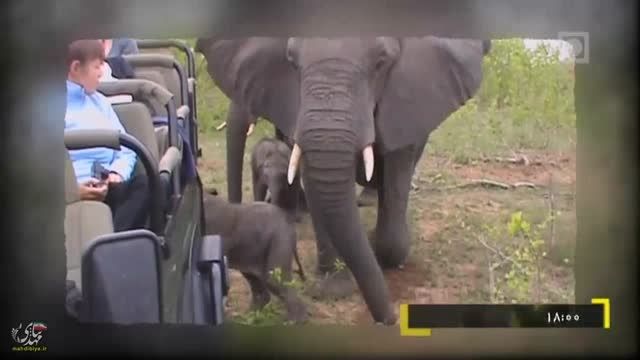 خطر نزدیک شدن فیل مادر