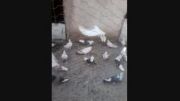 کبوترهای نر - پاکدشت