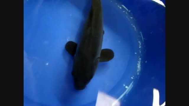 ماهی کوی سیاه