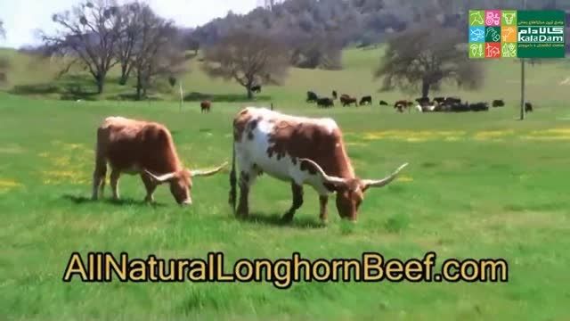 تولید موادغذایی از گوشت گاوهای پرواری در مزارع تگزاس