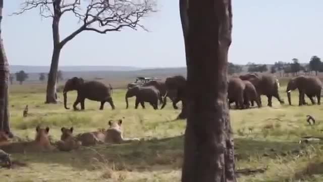 گله شیر از ترس گله فیل پنهان شده اند