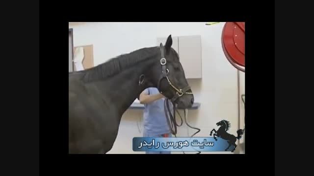 جراحی پای اسب بصورت کاملا حرفه ای
