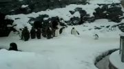 پنگون بازیگوش