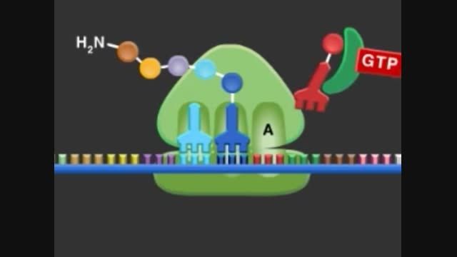 ریبوزوم و mRNA