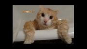 گربه ترسو