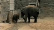 ضایع شدن مادربچه فیل!!❀