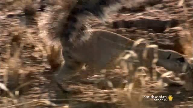 Mongoose در مقابل مار کبری