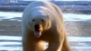 کشتن سگ توسط خرس قطبی با یک حرکت