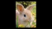 خرگوش های نانازی