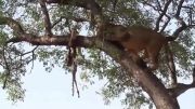 شیر نر و بالارفتن ناموفق از درخت برای دزدیدن شکار پلنگ