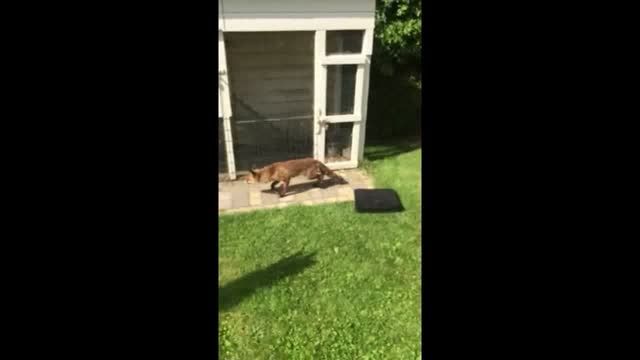 روباه نتوانست مرغی شکار کند، به صاحبخانه حمله کرد