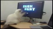 گربه مشغول بازی کامپیوتری