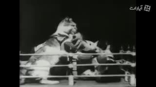 مسابقه مشت زنی گربه ها در زمان ادیسون!