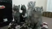 رقص هماهنگ گربه ها