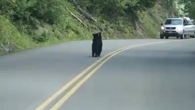 توله خرس ها